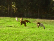 Cabras