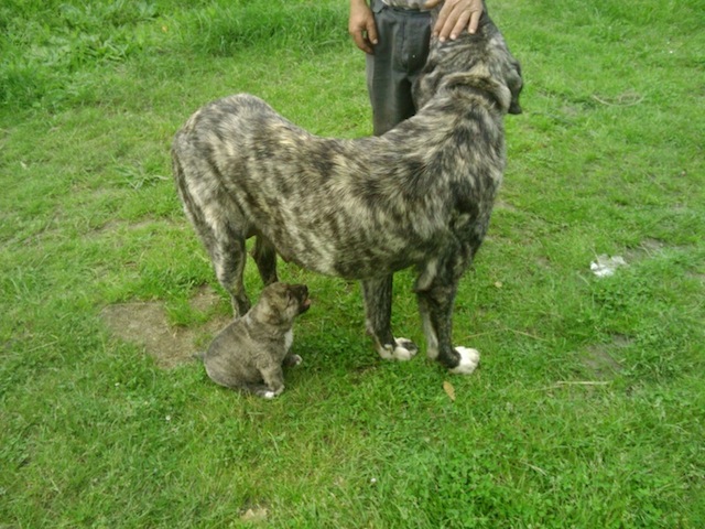 Zoila
