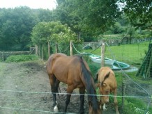 Caballos