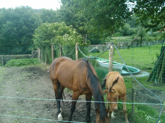 Caballos