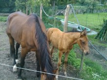 Caballos