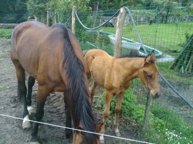 Caballos