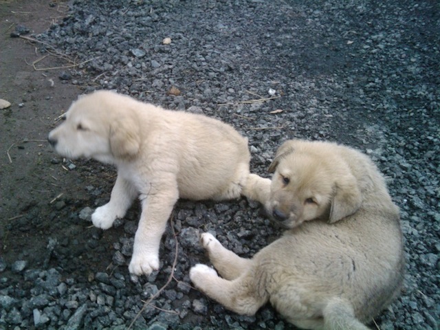 Cachorros