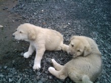 Cachorros