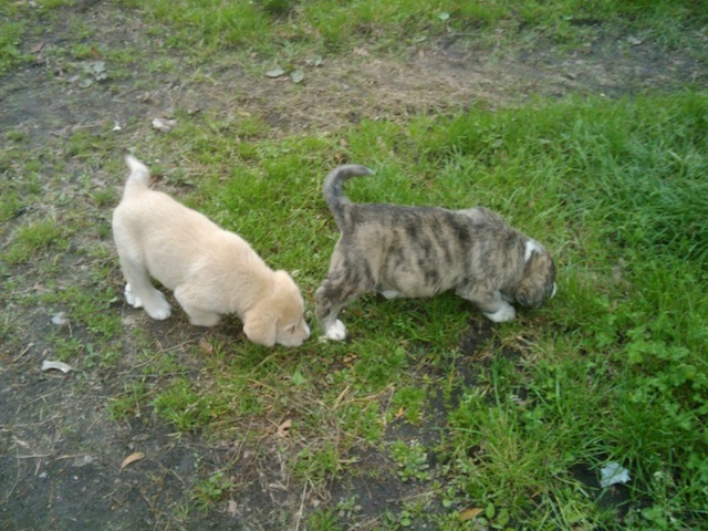 Cachorros