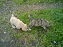 Cachorros