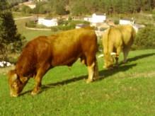 Toros