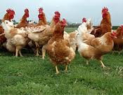 Gallinas