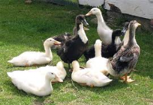 Patos