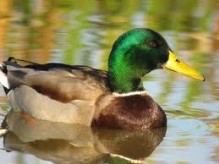 Patos de ro