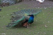 Pavo real