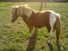 Poni