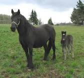 Poni