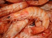 Camarones de la ria