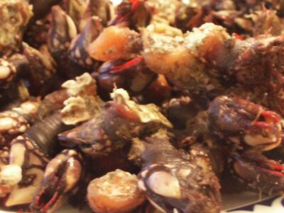 Percebes