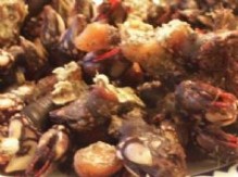 Percebes